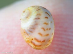 Tectonatica rizzae