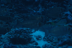Priacanthidae