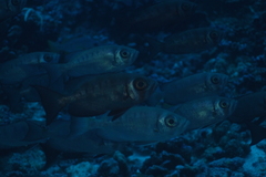 Priacanthidae