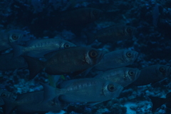 Priacanthidae