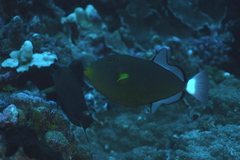 Melichthys vidua