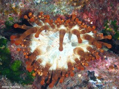 Telmatactis cricoides