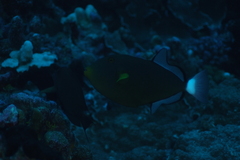 Melichthys vidua