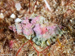 Ocenebra edwardsii