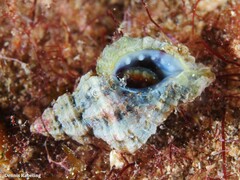 Ocenebra edwardsii