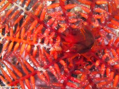 Curveulima dautzenbergi