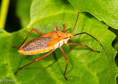 Chinadasynus orientalis