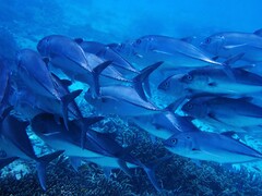 Caranx sexfasciatus