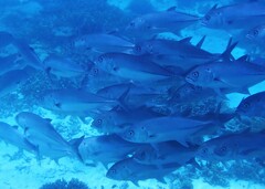 Caranx sexfasciatus