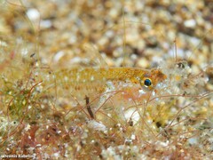 Vanneaugobius canariensis