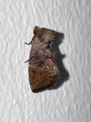 Elusa