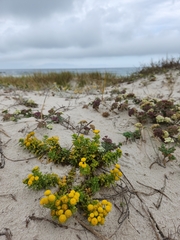 Oncosiphon sabulosus