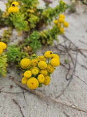 Oncosiphon sabulosus