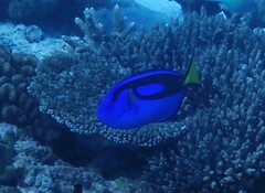 Paracanthurus hepatus