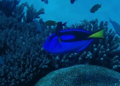 Paracanthurus hepatus