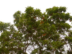 Arbutus canariensis