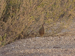 Pternistis bicalcaratus