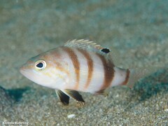 Serranus hepatus