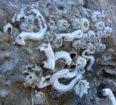 Spirobranchus triqueter