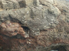 Grapsus adscensionis