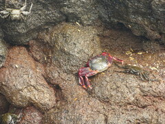 Grapsus adscensionis