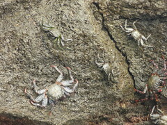 Grapsus adscensionis
