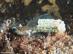 Vanneaugobius canariensis