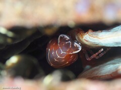 Pontonia pinnophylax