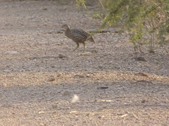 Pternistis bicalcaratus