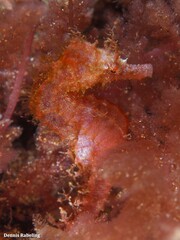 Hippocampus hippocampus