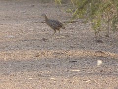 Pternistis bicalcaratus
