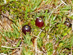 Coprosma atropurpurea