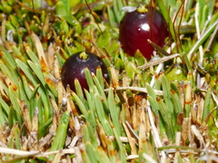 Coprosma atropurpurea