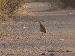 Pternistis bicalcaratus