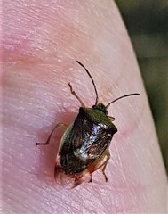 Elasmostethus interstinctus