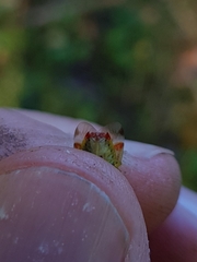 Elasmostethus interstinctus