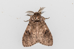 Lymantria grisea