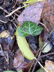 Hedera helix