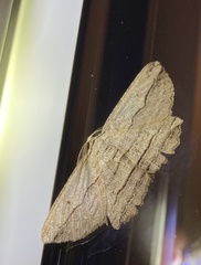 Euphronarcha luxaria