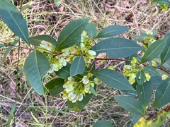 Dodonaea triquetra
