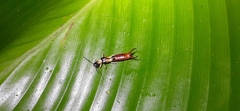 Spongiphoridae