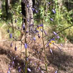 Dianella