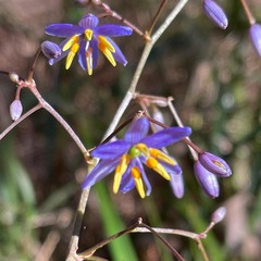 Dianella