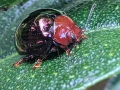 Chalcomela nitida