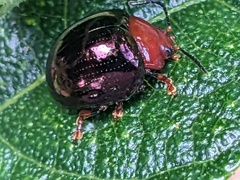 Chalcomela nitida