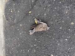 Streptopelia tranquebarica humilis