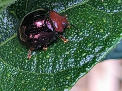 Chalcomela nitida