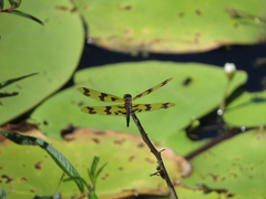 Rhyothemis graphiptera