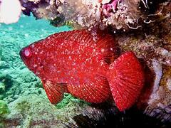 Heteropriacanthus carolinus