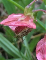Adelphocoris quadripunctatus